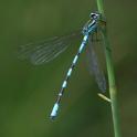 Coenagrion hastulatum (Northern Damselfly) male 3.JPG